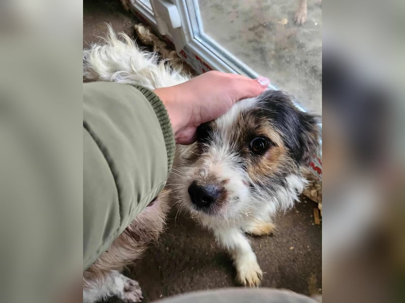 SISSICA - gerettet aus Horror Tötung Slatina, Ostern'22