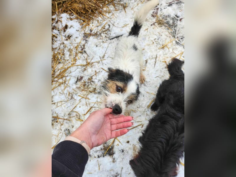 SISSICA - gerettet von der Straße nahe Slatina