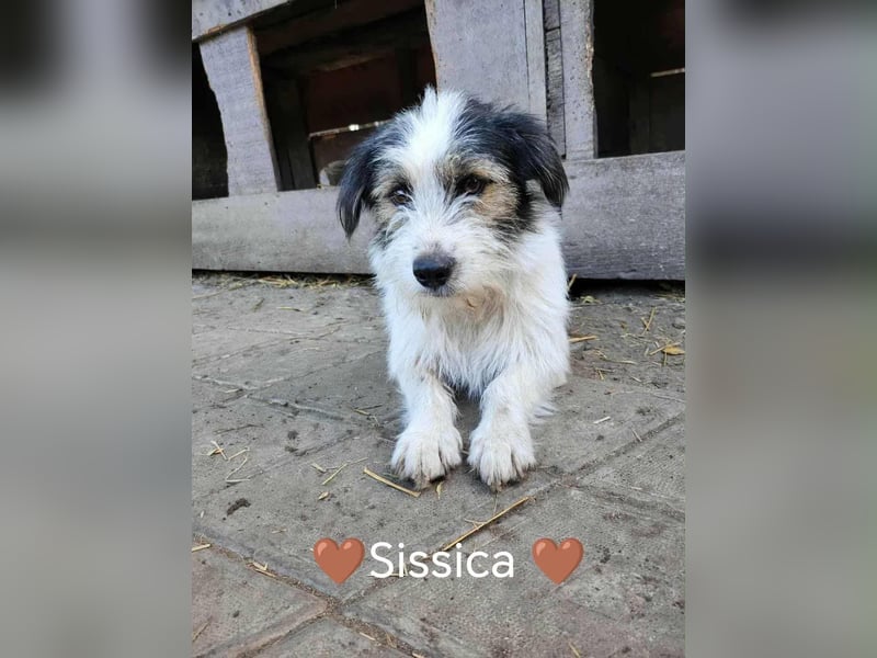 SISSICA - gerettet aus Horror Tötung Slatina, Ostern'22