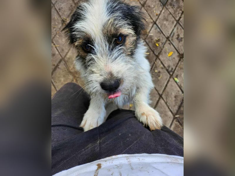 SISSICA - gerettet aus Horror Tötung Slatina, Ostern'22