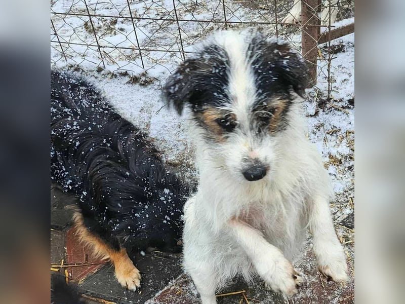 SISSICA - gerettet aus Horror Tötung Slatina, Ostern'22