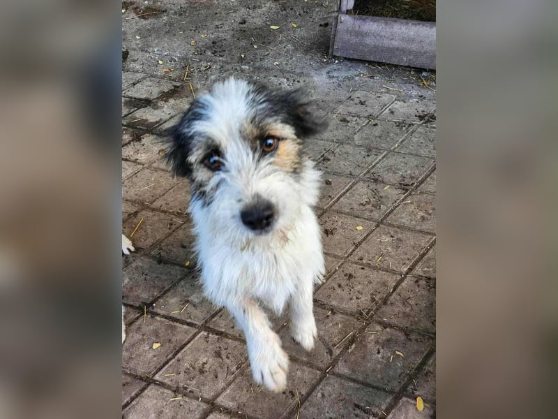 SISSICA - gerettet aus Horror Tötung Slatina, Ostern'22