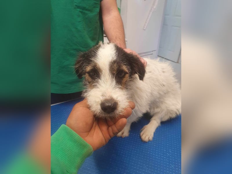 SISSICA - gerettet von der Straße nahe Slatina