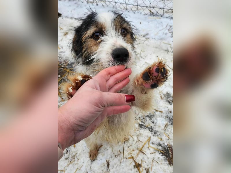 SISSICA - gerettet aus Horror Tötung Slatina, Ostern'22