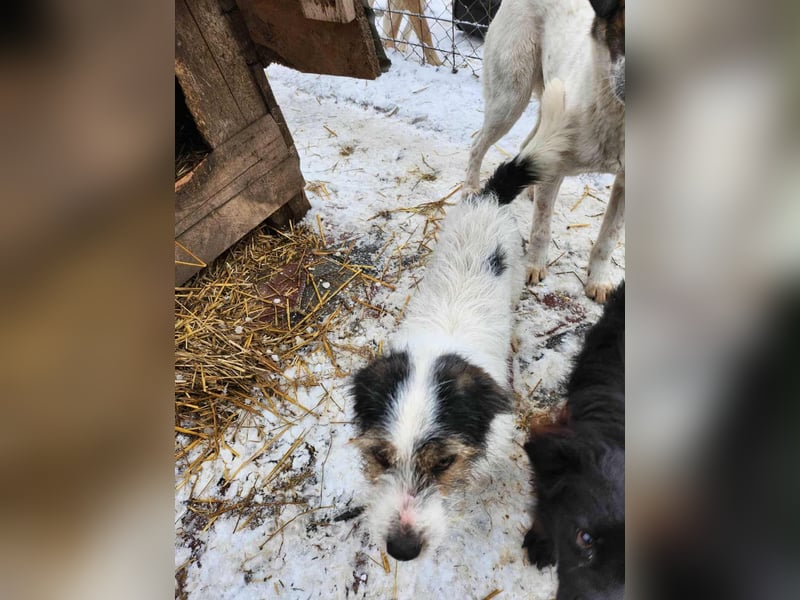 SISSICA - gerettet von der Straße nahe Slatina