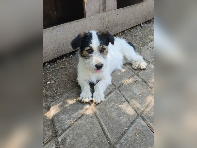 SISSICA - gerettet aus Horror Tötung Slatina, Ostern'22