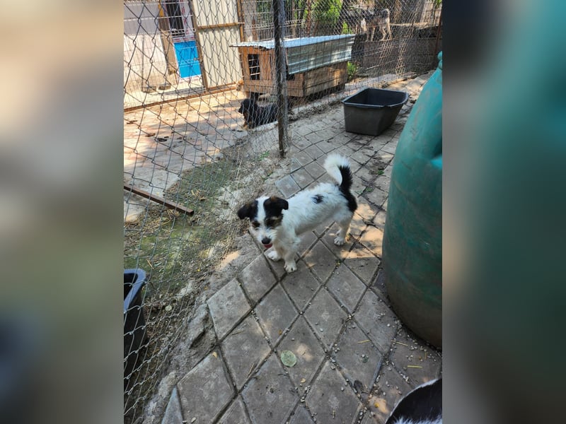 SISSICA - gerettet aus Horror Tötung Slatina, Ostern'22