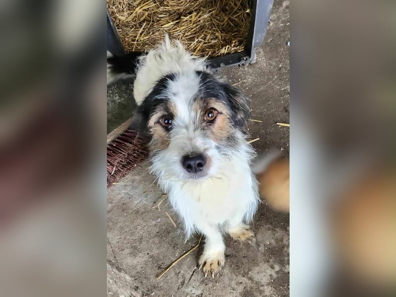 SISSICA - gerettet aus Horror Tötung Slatina, Ostern'22