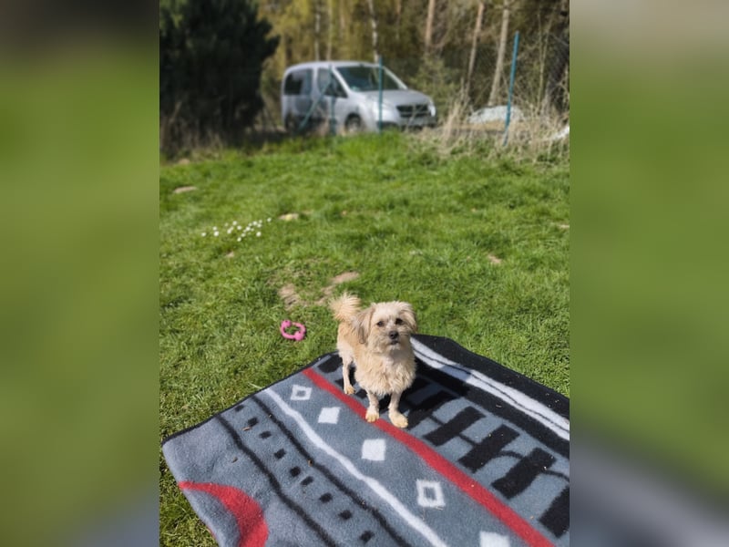 Malteser Yorky Mixjunghundin sucht ein Zuhause