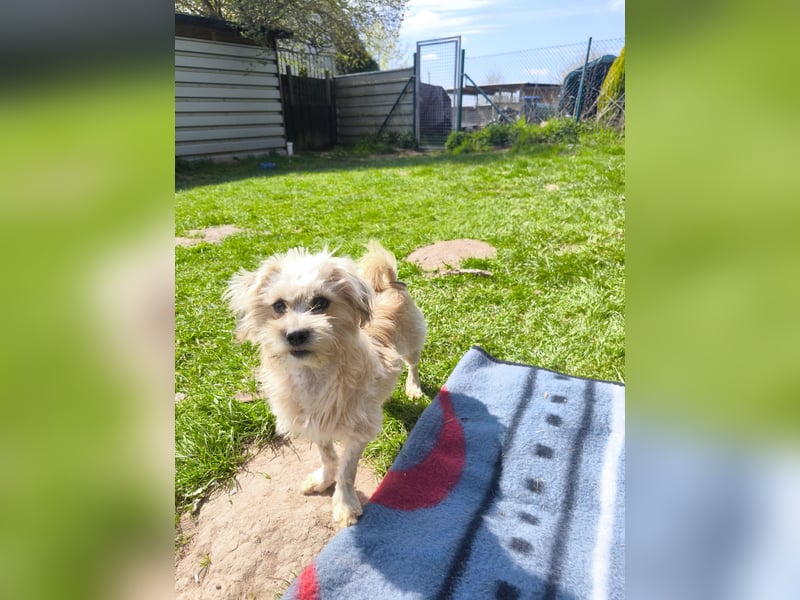 Malteser Yorky Mixjunghundin sucht ein Zuhause