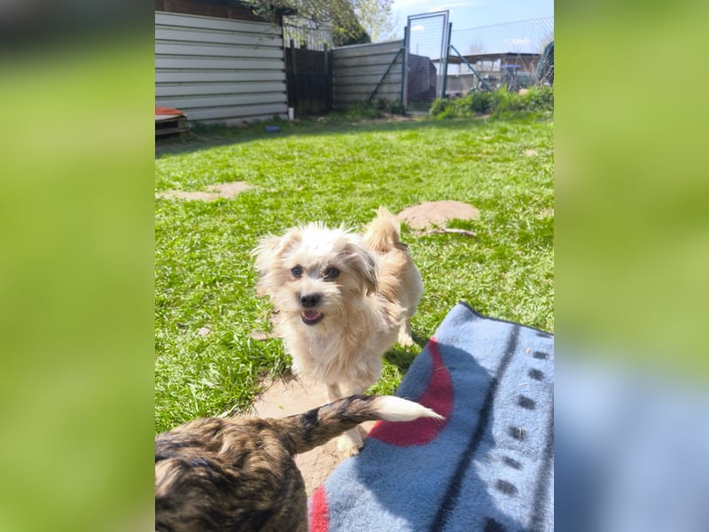 Malteser Yorky Mixjunghundin sucht ein Zuhause