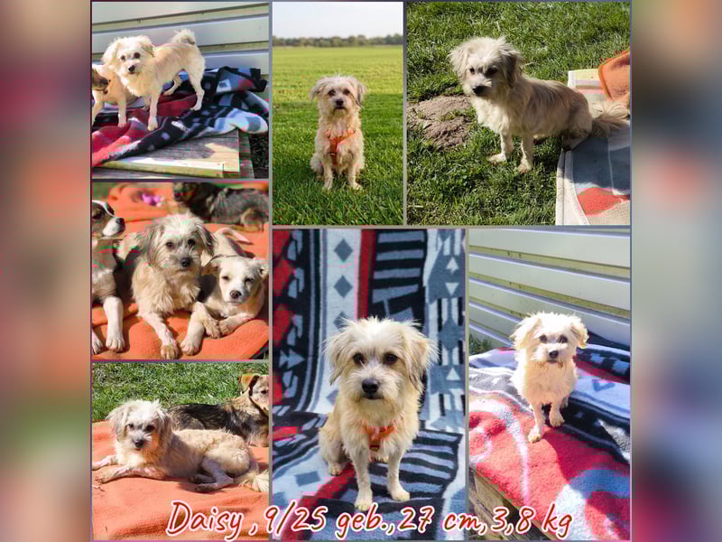 Malteser Yorky Mixjunghundin sucht ein Zuhause