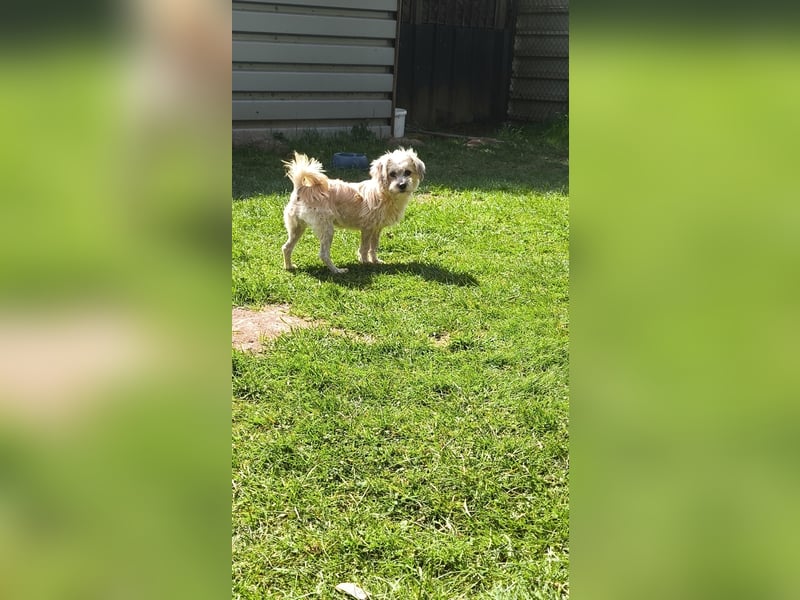 Malteser Yorky Mixjunghundin sucht ein Zuhause