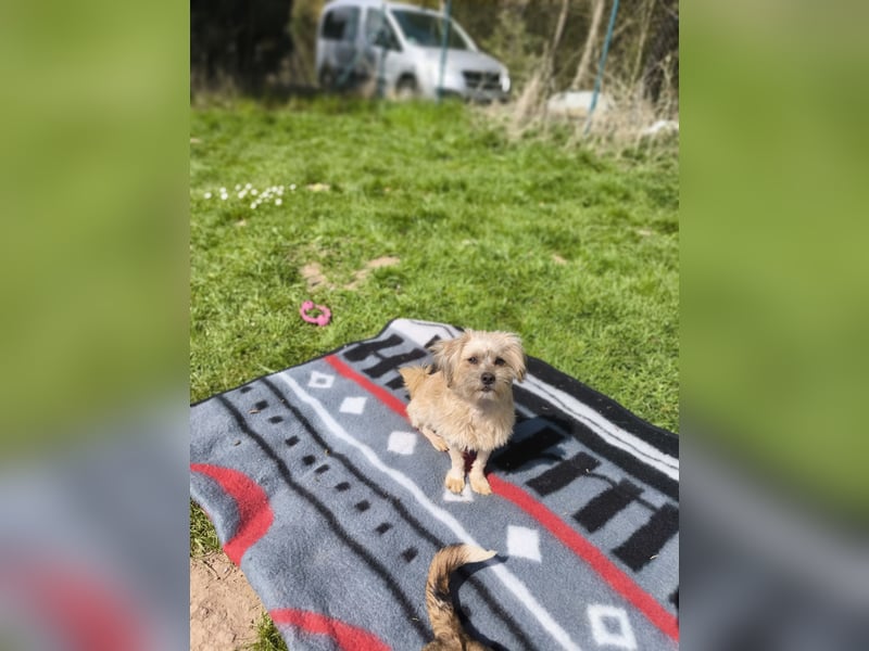 Malteser Yorky Mixjunghundin sucht ein Zuhause