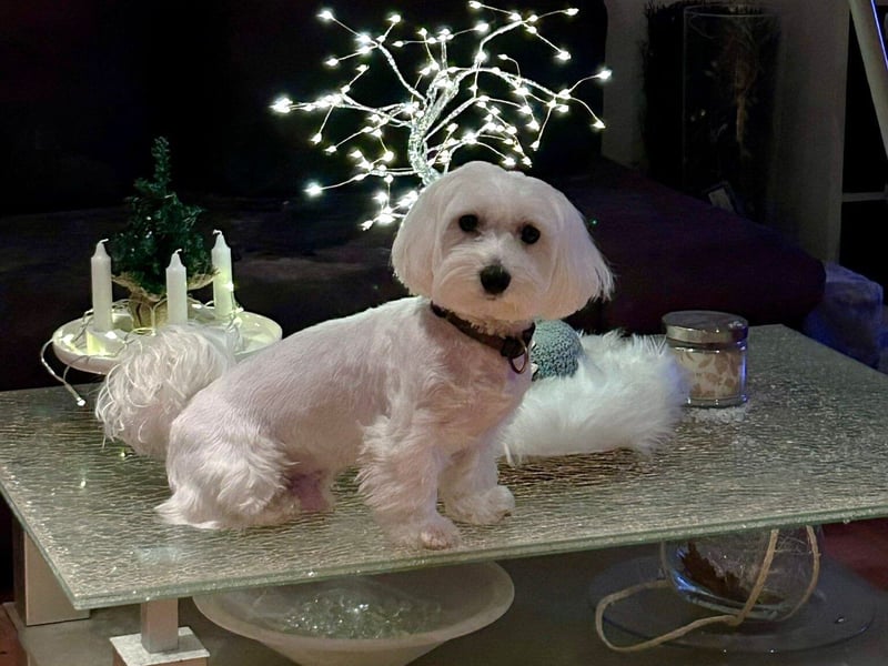 Balu sucht ein neues Zuhause