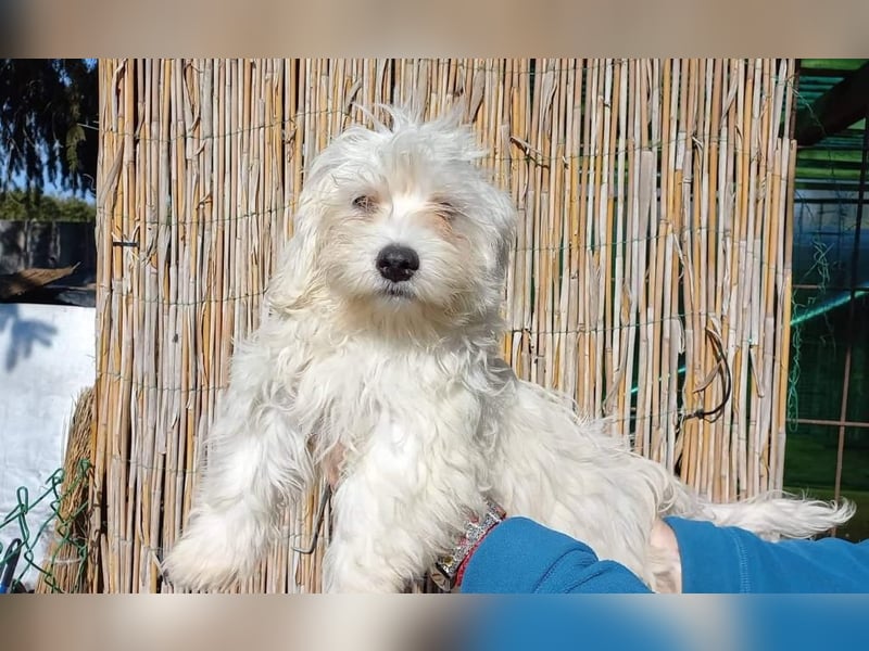 Balu sucht ein neues Zuhause