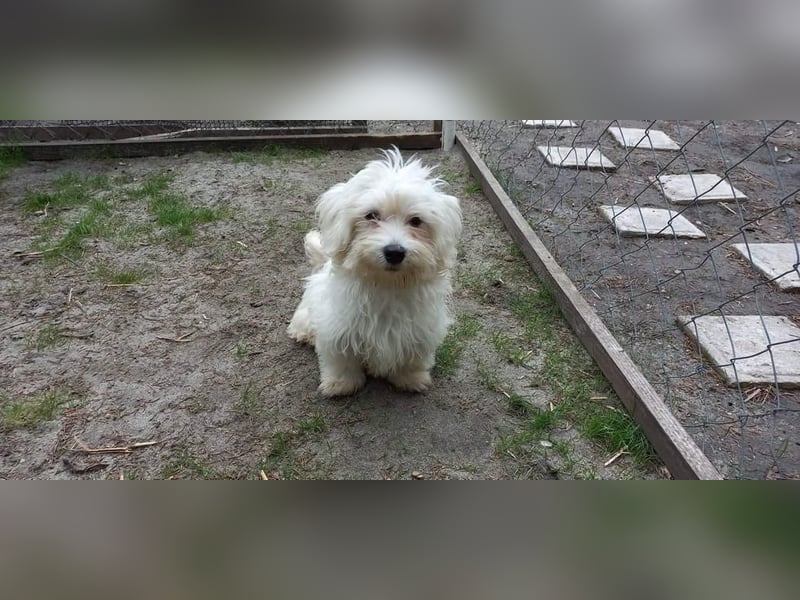 Balu sucht ein neues Zuhause