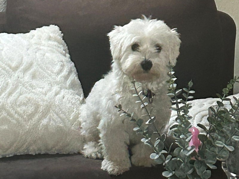 Balu sucht ein neues Zuhause