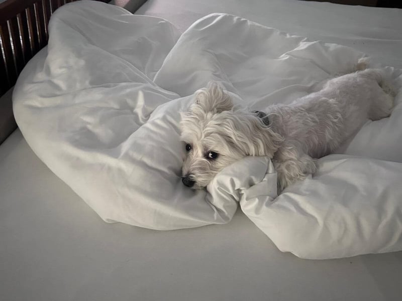 Balu sucht ein neues Zuhause