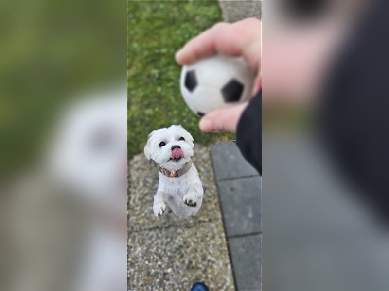 ✨️ Malteser Deckrüde Charly ✨