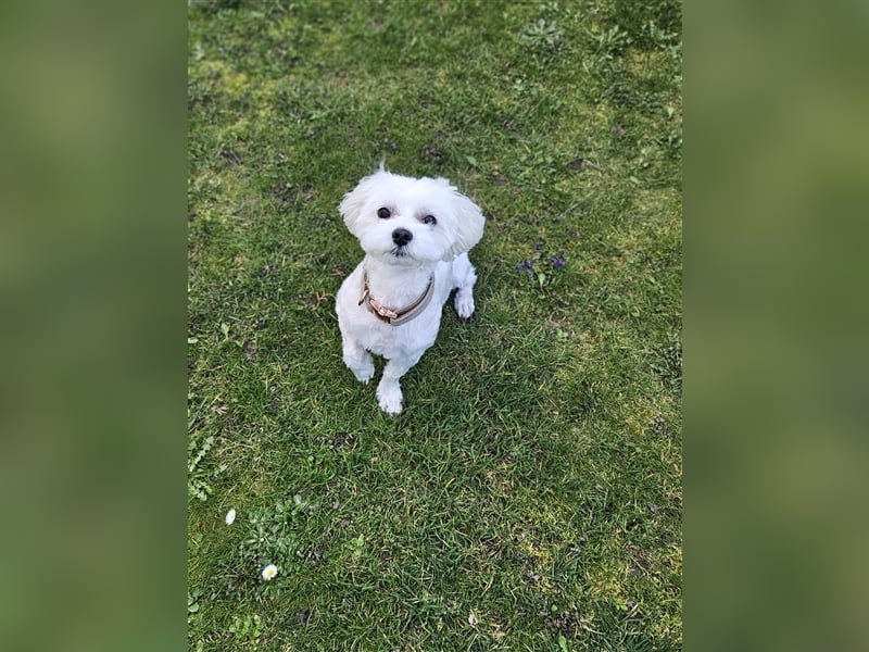 ✨️ Malteser Deckrüde Charly ✨