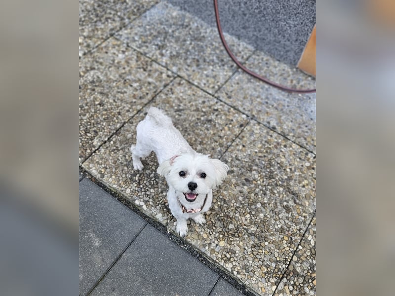 ✨️ Malteser Deckrüde Charly ✨