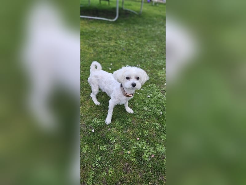 ✨️ Malteser Deckrüde Charly ✨