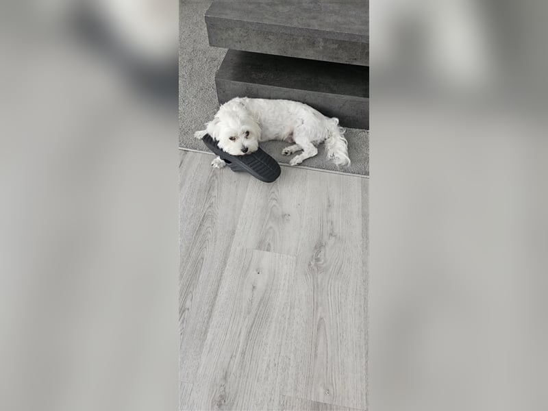 ✨️ Malteser Deckrüde Charly ✨