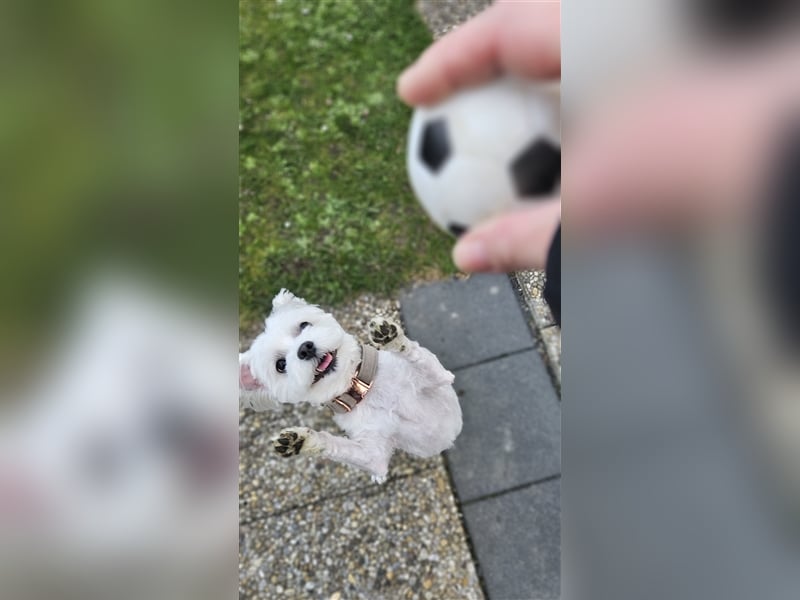 ✨️ Malteser Deckrüde Charly ✨