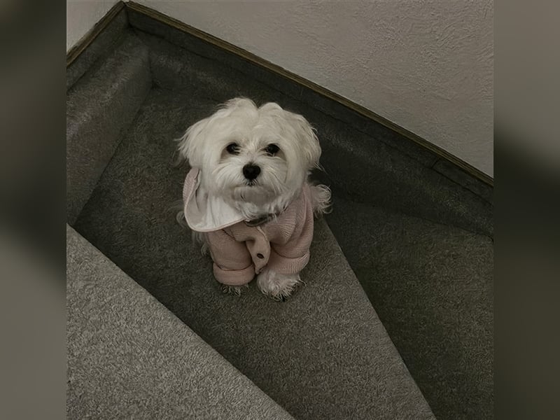 ✨️ Malteser Deckrüde Charly ✨