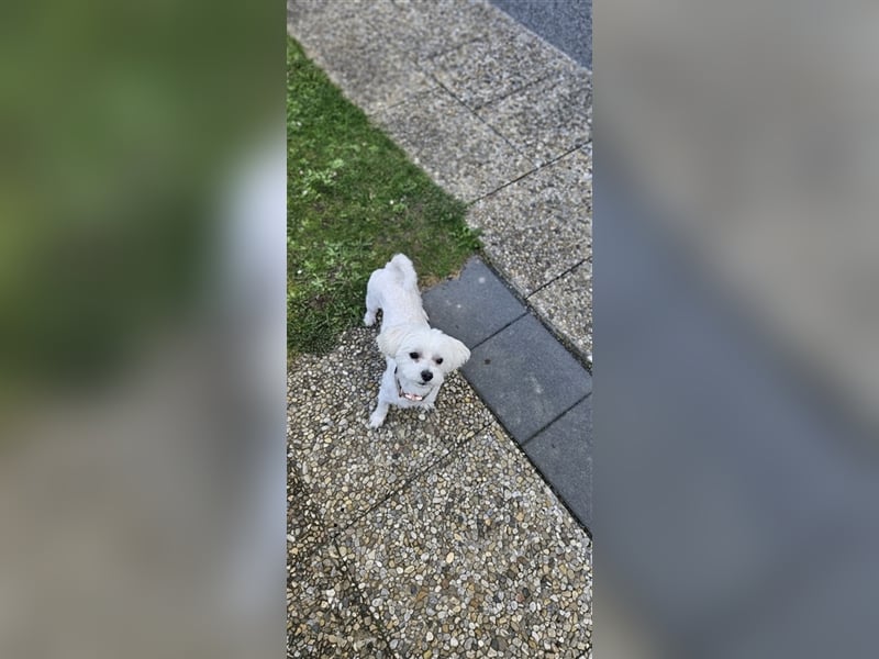 ✨️ Malteser Deckrüde Charly ✨