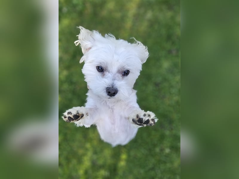 ✨️ Malteser Deckrüde Charly ✨