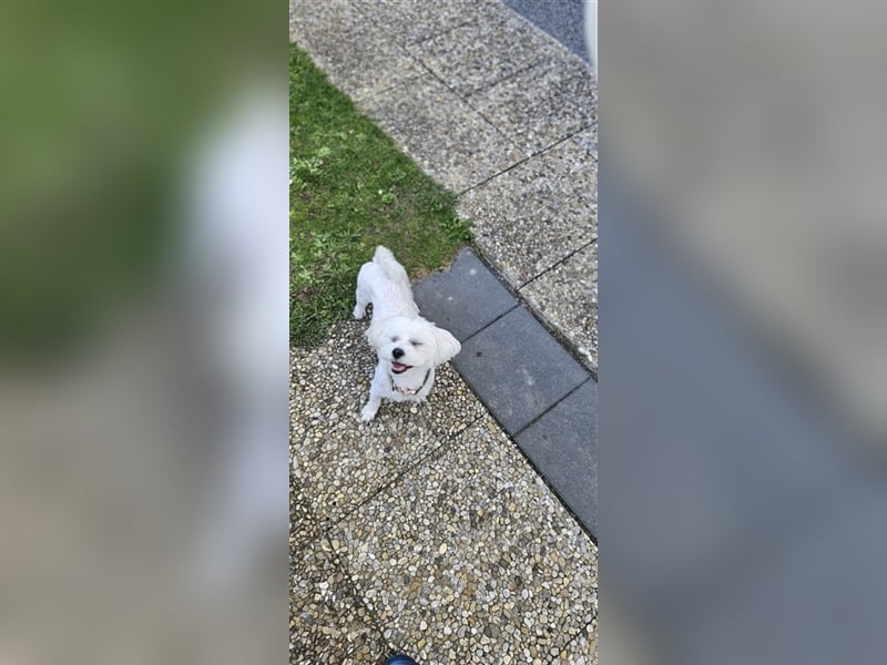 ✨️ Malteser Deckrüde Charly ✨