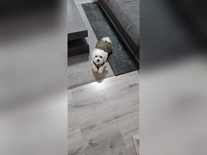 ✨️ Malteser Deckrüde Charly ✨