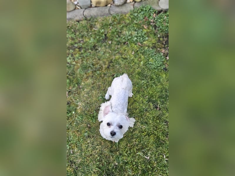 ✨️ Malteser Deckrüde Charly ✨