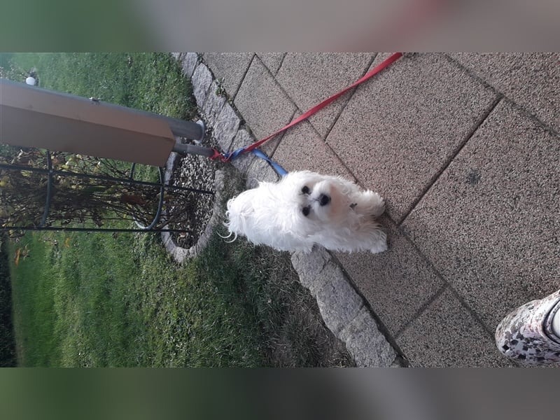 Deckrüde, NUR DECKAKT, KEIN VERKAUF