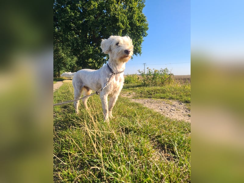 Dobby – sucht Menschen mit Hundeerfahrung und einem großen Herzen