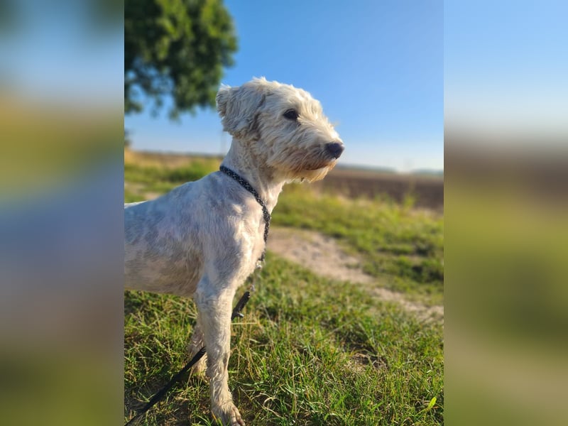Dobby – sucht Menschen mit Hundeerfahrung und einem großen Herzen