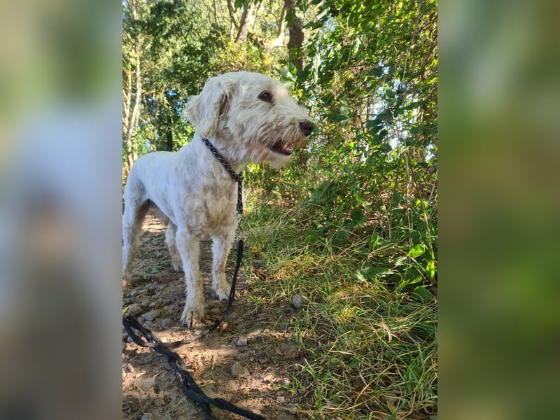Dobby – sucht Menschen mit Hundeerfahrung und einem großen Herzen
