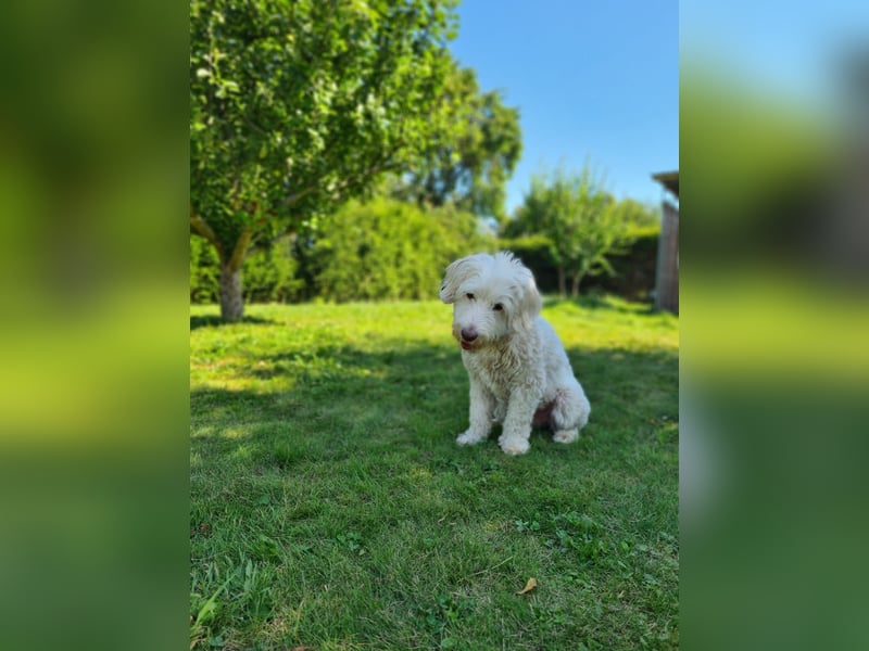 Dobby – sucht Menschen mit Hundeerfahrung und einem großen Herzen