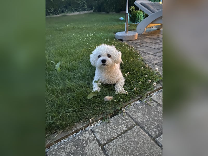 Liebevoller, hübscher & Erfahrener Deckrüde Malteser-Bolonka Mix