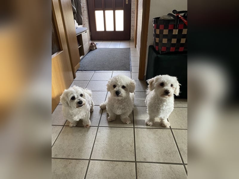 Liebevoller, hübscher & Erfahrener Deckrüde Malteser-Bolonka Mix