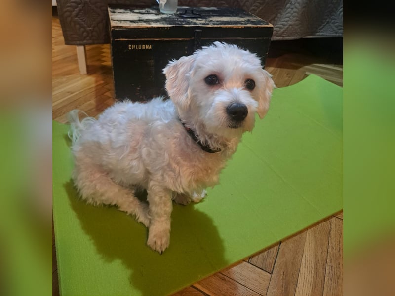 Bibi sucht ein liebevolles Zuhause.