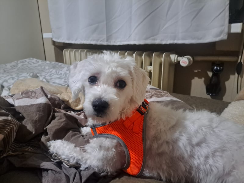 Bibi sucht ein liebevolles Zuhause.