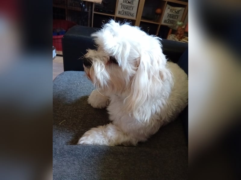 Bounty, Malteser, Rüde, geb. 04.05.2021, ca. 26 cm