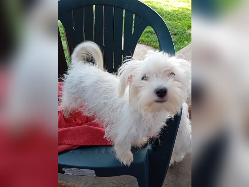 Betty, Malteser, Hündin, geb. 24.11.2023, ca. 26 cm