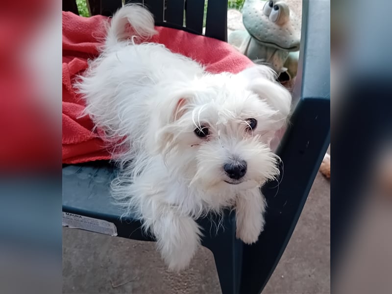 Betty, Malteser, Hündin, geb. 24.11.2023, ca. 26 cm