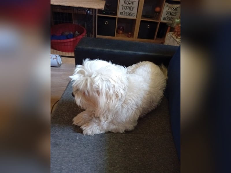 Bounty, Malteser, Rüde, geb. 04.05.2021, ca. 26 cm