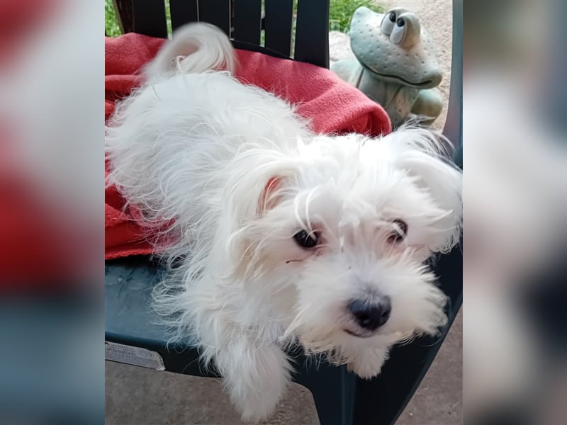 Betty, Malteser, Hündin, geb. 24.11.2023, ca. 26 cm