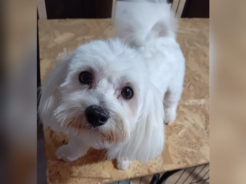 Billy, Malteser, Rüde, geb. 24.11.2023, ca. 26 cm